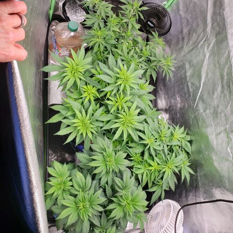Dr Seedsman CBD 30:1 growlog timeline photo