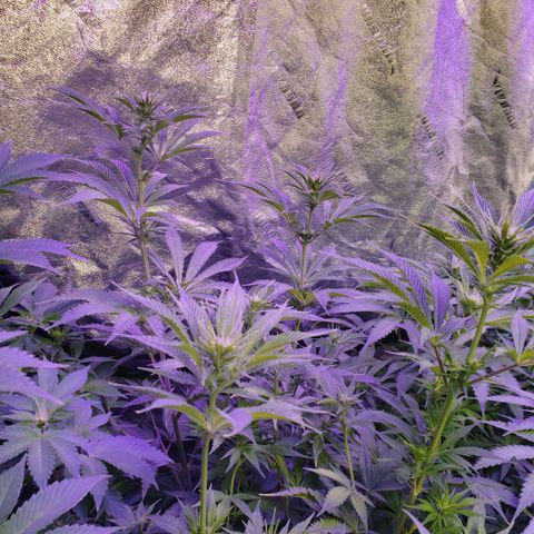 Dr Seedsman CBD 30:1 growlog timeline photo