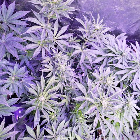 Dr Seedsman CBD 30:1 growlog timeline photo