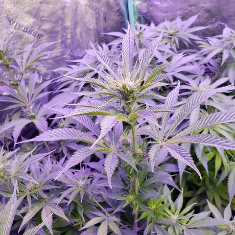 Dr Seedsman CBD 30:1 growlog timeline photo