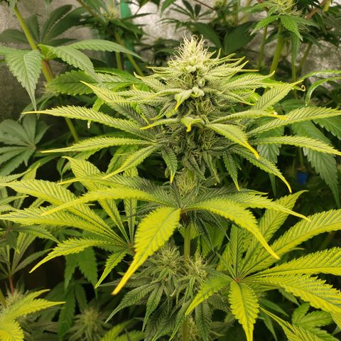 Dr Seedsman CBD 30:1 growlog timeline photo