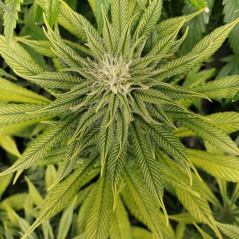 Dr Seedsman CBD 30:1 growlog timeline photo