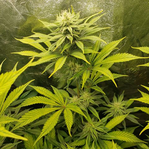 Dr Seedsman CBD 30:1 growlog timeline photo