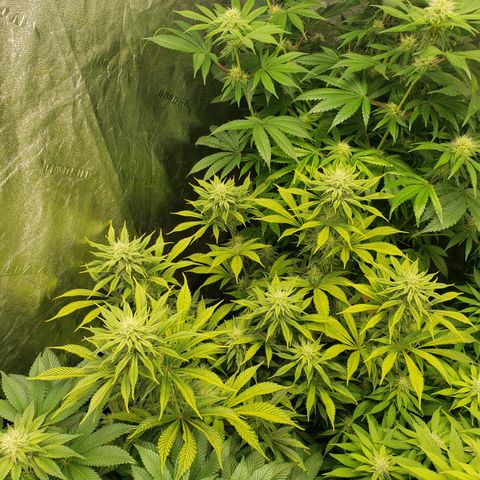 Dr Seedsman CBD 30:1 growlog timeline photo