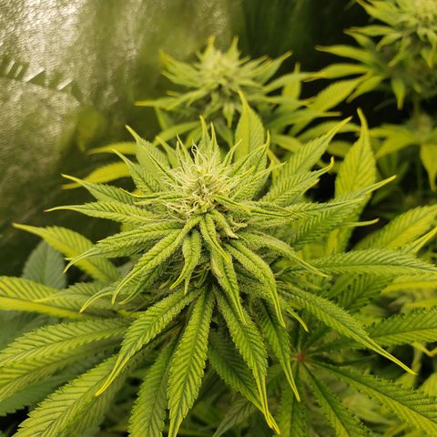 Dr Seedsman CBD 30:1 growlog timeline photo