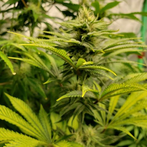 Dr Seedsman CBD 30:1 growlog timeline photo