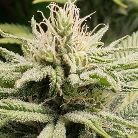 Dr Seedsman CBD 30:1 growlog timeline photo
