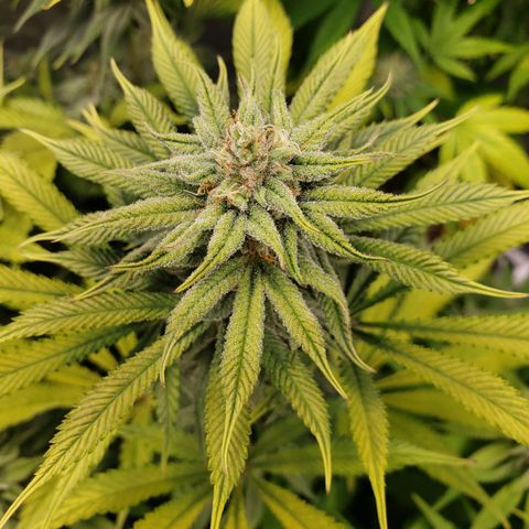 Dr Seedsman CBD 30:1 growlog timeline photo