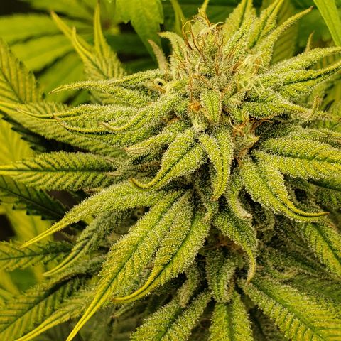 Dr Seedsman CBD 30:1 growlog timeline photo