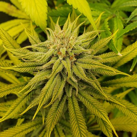 Dr Seedsman CBD 30:1 growlog timeline photo