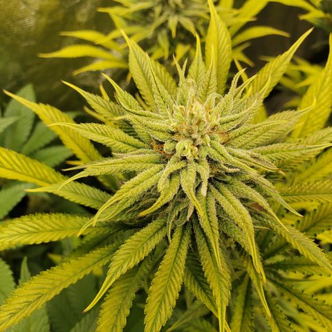Dr Seedsman CBD 30:1 growlog timeline photo