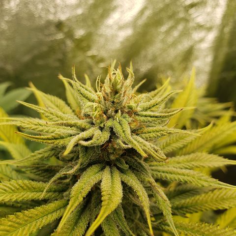 Dr Seedsman CBD 30:1 growlog timeline photo