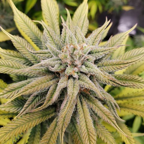Dr Seedsman CBD 30:1 growlog timeline photo
