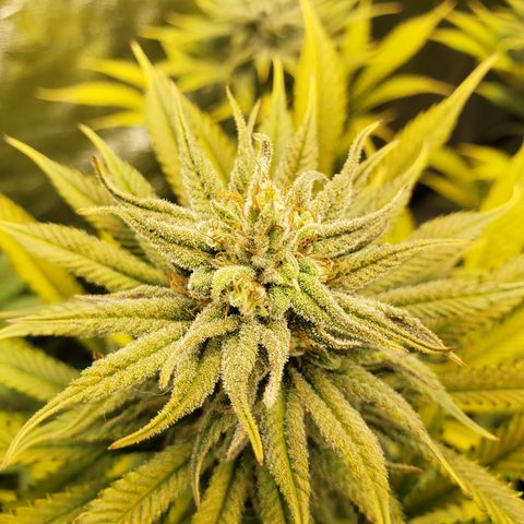 Dr Seedsman CBD 30:1 growlog timeline photo