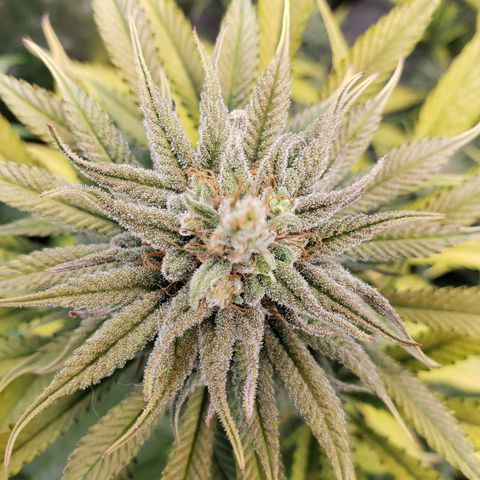 Dr Seedsman CBD 30:1 growlog timeline photo