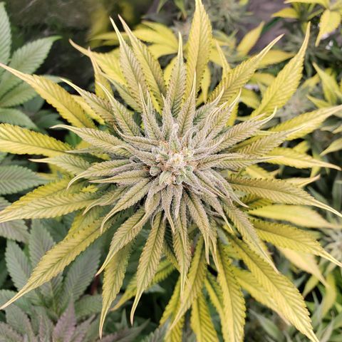 Dr Seedsman CBD 30:1 growlog timeline photo