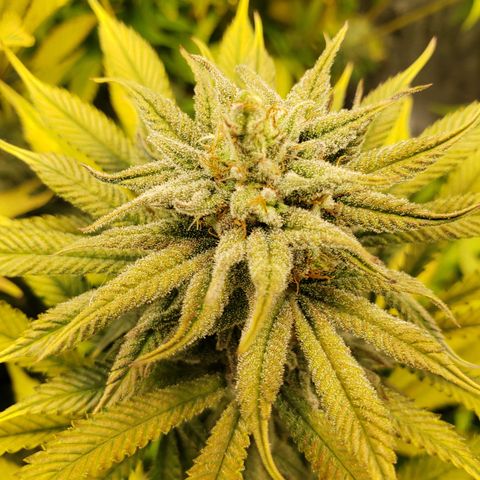 Dr Seedsman CBD 30:1 growlog timeline photo