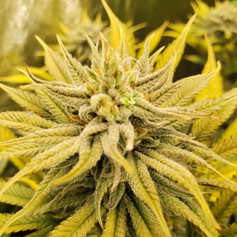 Dr Seedsman CBD 30:1 growlog timeline photo