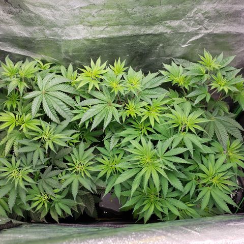 Ex-Wife growlog timeline photo