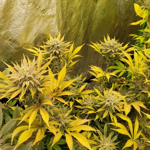 Dr Seedsman CBD 30:1 growlog timeline photo