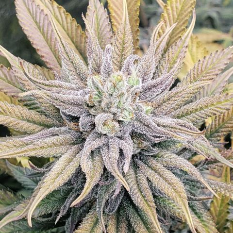 Dr Seedsman CBD 30:1 growlog timeline photo