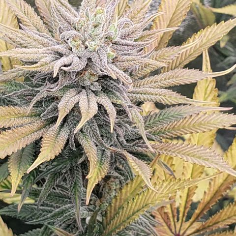 Dr Seedsman CBD 30:1 growlog timeline photo