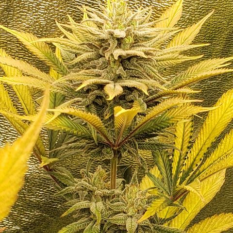 Dr Seedsman CBD 30:1 growlog timeline photo