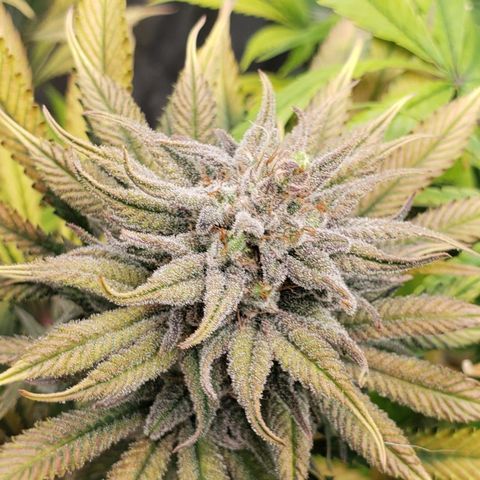 Dr Seedsman CBD 30:1 growlog timeline photo