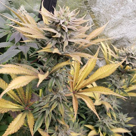 Dr Seedsman CBD 30:1 growlog timeline photo