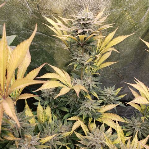 Dr Seedsman CBD 30:1 growlog timeline photo