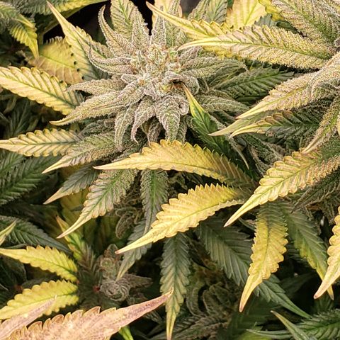 Dr Seedsman CBD 30:1 growlog timeline photo