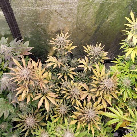 Dr Seedsman CBD 30:1 growlog timeline photo