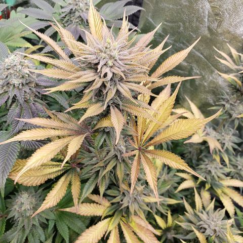 Dr Seedsman CBD 30:1 growlog timeline photo