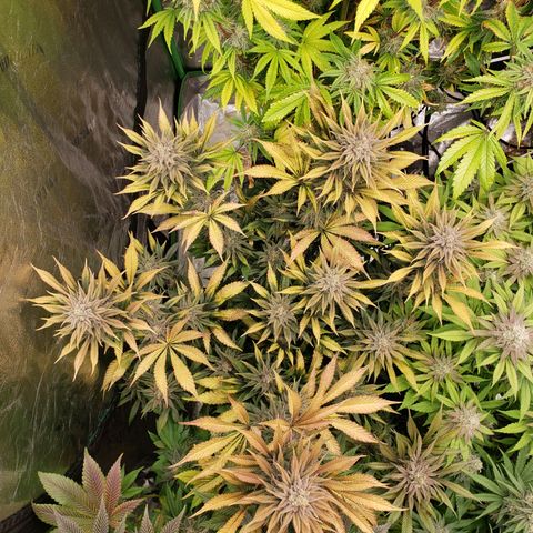 Dr Seedsman CBD 30:1 growlog timeline photo