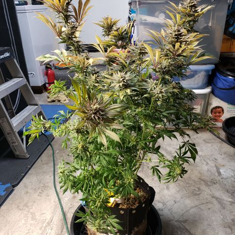 Dr Seedsman CBD 30:1 growlog timeline photo