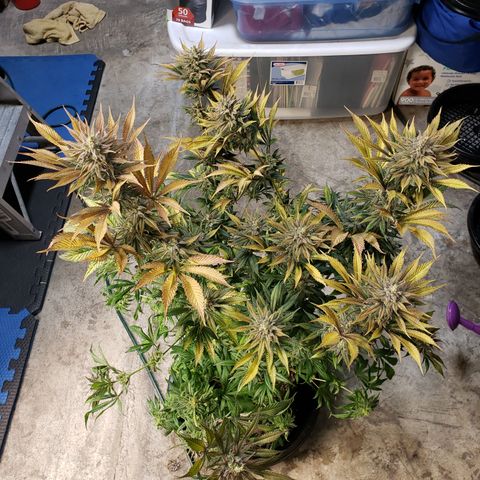 Dr Seedsman CBD 30:1 growlog timeline photo