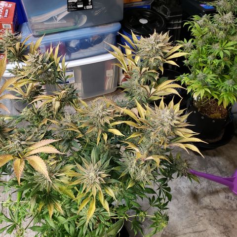 Dr Seedsman CBD 30:1 growlog timeline photo