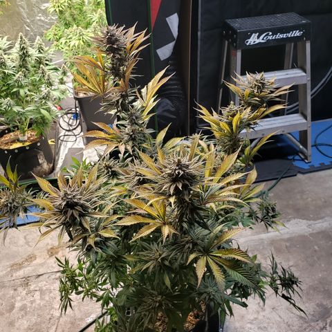 Dr Seedsman CBD 30:1 growlog timeline photo