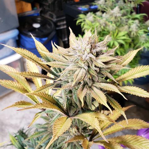 Dr Seedsman CBD 30:1 growlog timeline photo