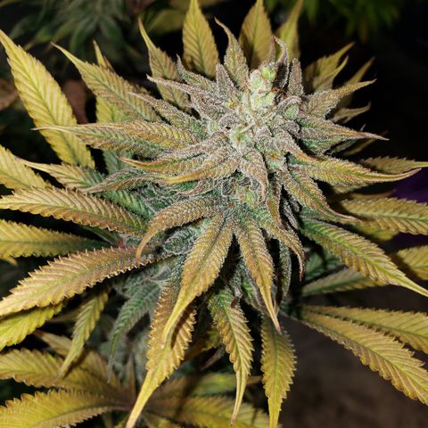 Dr Seedsman CBD 30:1 growlog timeline photo
