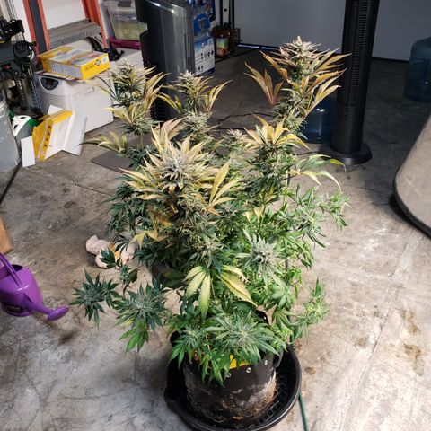 Dr Seedsman CBD 30:1 growlog timeline photo