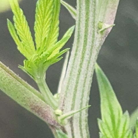 Ex-Wife growlog timeline photo