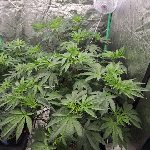 Ex-Wife growlog timeline photo