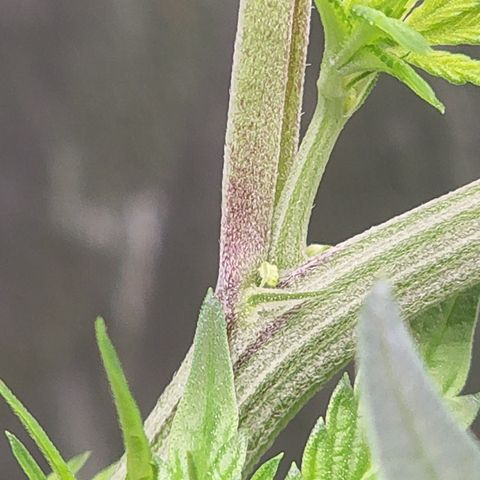 Ex-Wife growlog timeline photo