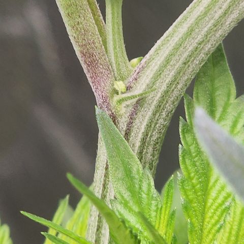 Ex-Wife growlog timeline photo