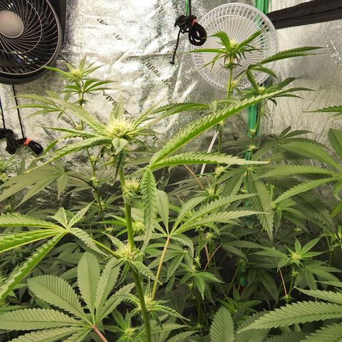 Ex-Wife growlog timeline photo