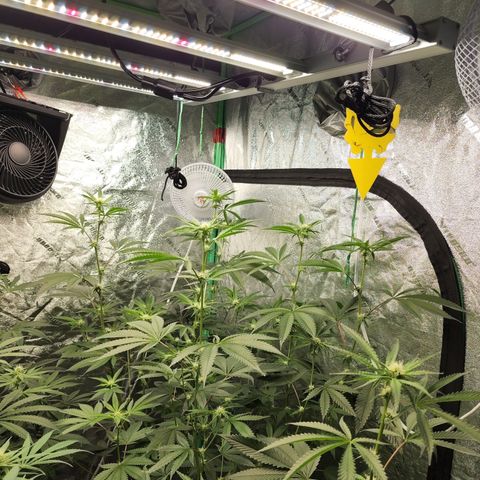 Ex-Wife growlog timeline photo