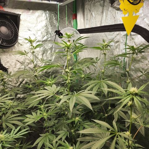 Ex-Wife growlog timeline photo