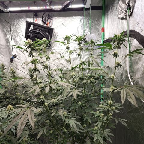 Ex-Wife growlog timeline photo