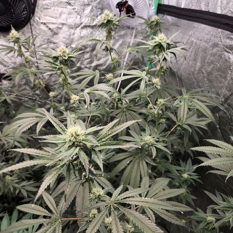 Ex-Wife growlog timeline photo